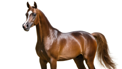 Obraz premium Bay Arabian Horse Standing Profile with White Facial Markings