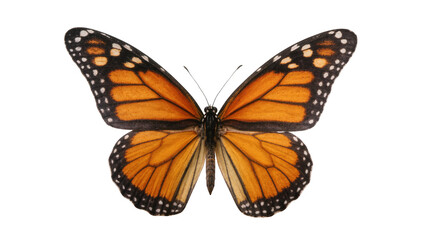 Monarch Butterfly with Orange Wings and Black Veins Pattern © Andrei