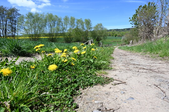 Bl&uuml;hender L&ouml;wenzahn auf einem Feldweg in Schaumburg