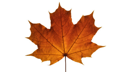 Fototapeta premium Dried orange Maple Leaf with Stem against Plain Surface