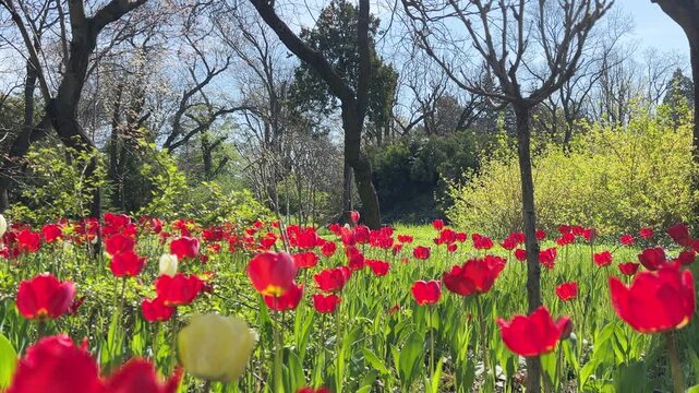 A tulip field in a spring park