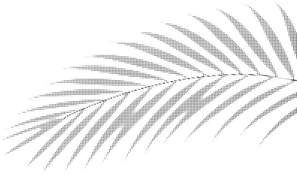 Realistic shadow of natural palm, leaf, branch overlay on transparent background, for mockups, vector illustration, isolated on transparent background.
