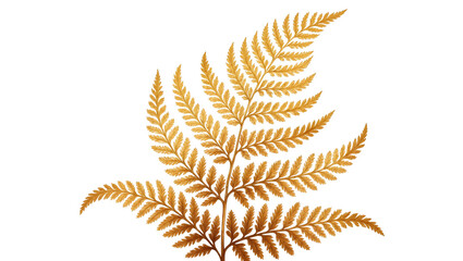 Dried golden fern frond with delicate leaflets and intricate branching © Andrei