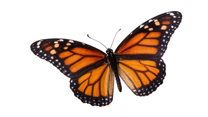 Monarch Butterfly with Orange Wings and Black Veins Close-Up © Andrei