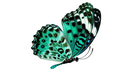 Blue Green Spotted Butterfly with Delicate Antennae and Wing Patterns © Andrei