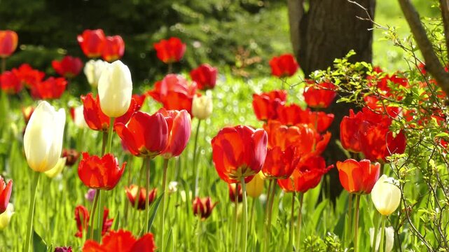 A tulip field in a spring park