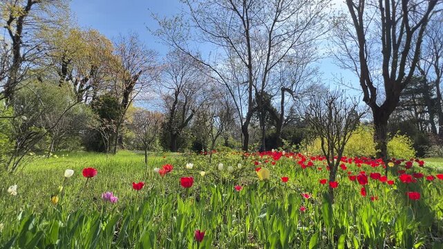 A tulip field in a spring park