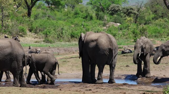 View of a herd of African elephants with a calf standing by a muddy watering hole with zebras in the background Skukuza, Mpumalanga, South Africa.