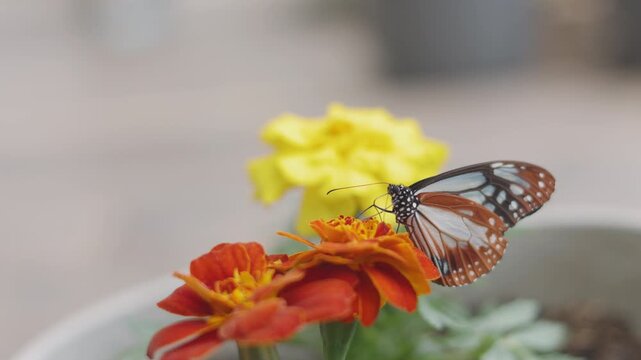 Close up selective focus of a beautiful tiger butterfly resting and feeding on vibrant orange marigold flowers. Delicate wings detailed against a soft, blurred garden background in natural daylight.