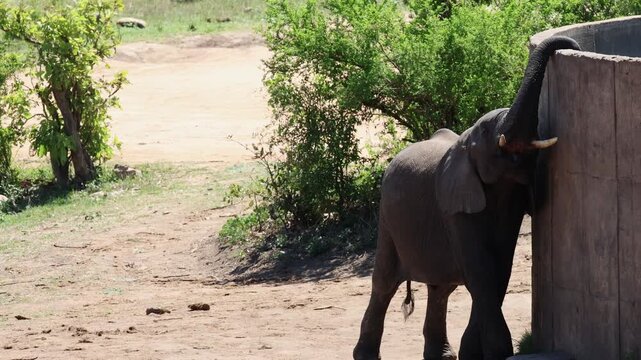 View of an African elephant reaching its trunk over a concrete water tank in Kruger National Park with savanna vegetation Skukuza, Mpumalanga, South Africa.