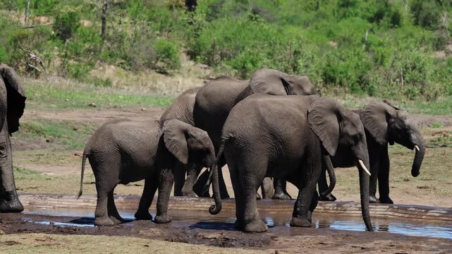 View of a herd of African elephants drinking at a watering hole surrounded by lush green vegetation in Kruger National Park, Skukuza, Mpumalanga, South Africa.