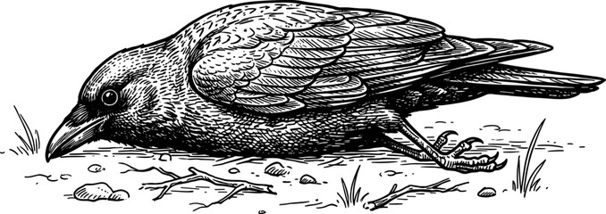 Obraz premium Dead crow lying on the ground illustration