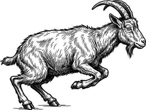 Energetic goat jumping over an obstacle in mid-air
