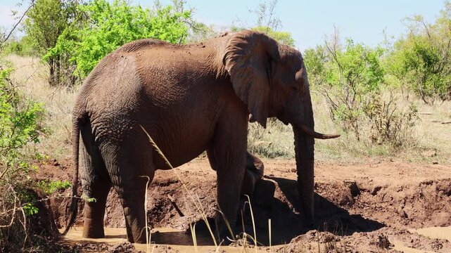 View of an African elephant standing by a muddy riverbank surrounded by green trees and dry savanna vegetation in Kruger National Park, Skukuza, Mpumalanga, South Africa.