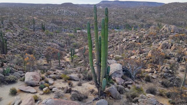 Aerial views show sunrise illuminating Catavina in Baja California along with unique desert plants like cirios and cardon cactus.