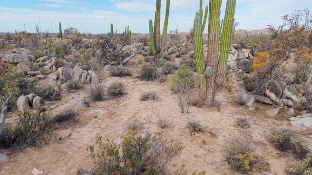 Watch the aerial views of sunrise over Catavina in Baja California, showcasing lush cirios, cardon, elephant trees, and blue palms.