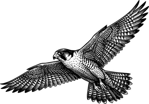 Peregrine falcon in flight with wings spread wide