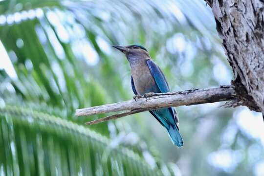 Rollier d&rsquo;Indochine sur branche tropicale (Coracias affinis)