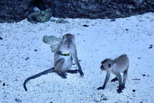 Singes macaques crabiers avec fruit (Macaca fascicularis)