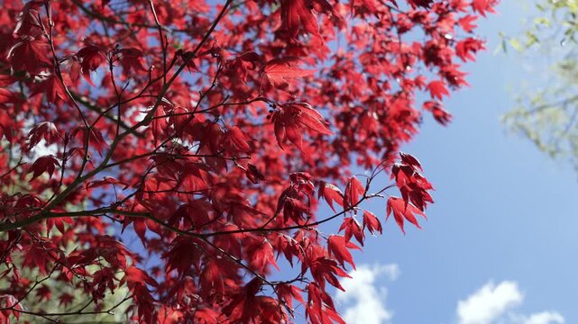 Red maple leaves glowing in warm sunlight with vivid colors and soft background blur. Acer leaves in spring create dramatic natural patterns and vibrant outdoor scenery.