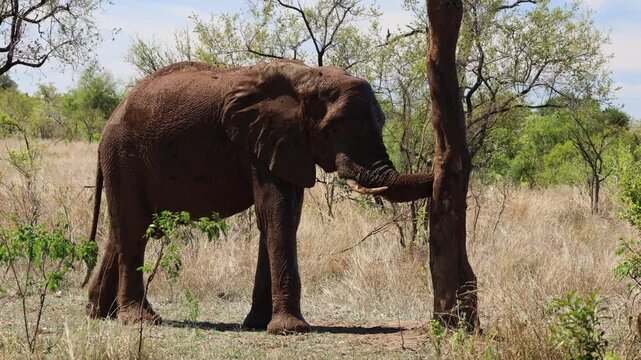 View of an African elephant leaning against a tree in the dry savanna of Kruger National Park, Skukuza, Mpumalanga, South Africa.