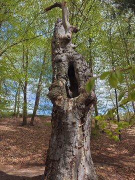 Abgestorbener knorriger Baum