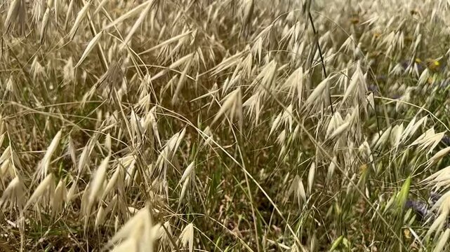 wild oats in spring and blue sea lavender by the Mediterranean shoreline, 