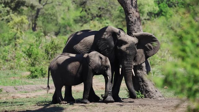 View of an adult elephant and its calf standing in the shade of a large tree in Kruger National Park, Skukuza, Mpumalanga, South Africa.