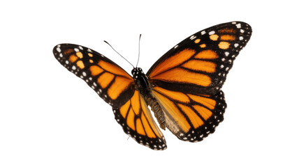 Vibrant Monarch Butterfly with Orange Wings and Black Veins © Marigold
