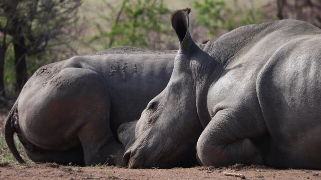 View of two white rhinoceroses lying down and resting in the bushveld of Kruger National Park Skukuza, Mpumalanga, South Africa.