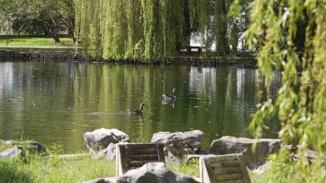 Peaceful pond with two geese swimming calmly under a weeping willow tree in spring. Water reflections, birds Anser anser, tranquil park landscape with greenery and sunlight.