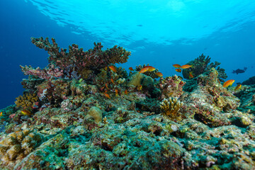 Obraz premium coral reef in the red sea