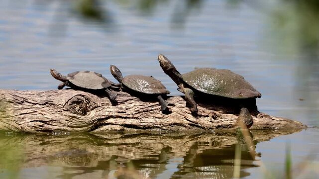 View of three turtles sunbathing on a fallen log in a calm river with reflections in Kruger National Park, Skukuza, Mpumalanga, South Africa.