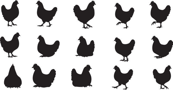 Hen vector illustration 
