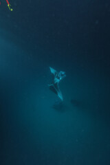 Fototapeta premium underwater view of a fish