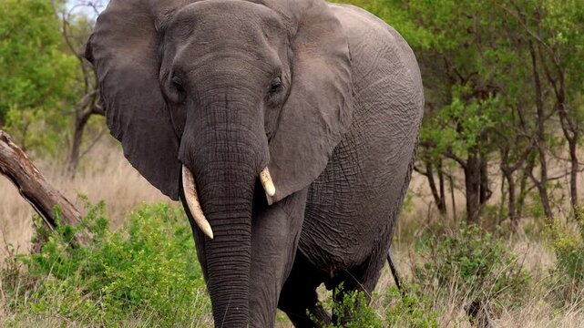 View of a large African elephant with tusks walking through the dense green vegetation and dry grass of the savanna in Kruger National Park Skukuza, Mpumalanga, South Africa.