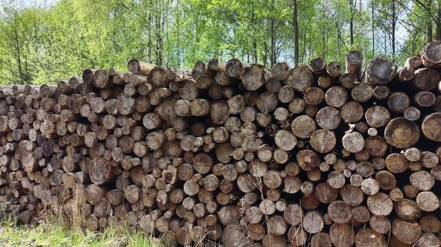 Panning shot of a large pile of freshly cut logs stacked in a lumberyard within a forest