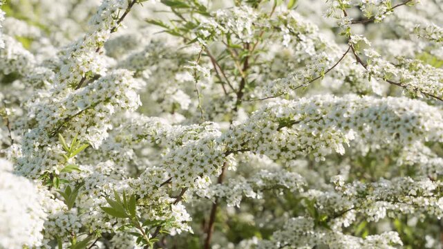 White spirea blossoms cover arching branches in a sunny garden. The floral scene creates soft spring nature footage.