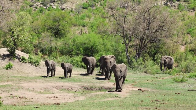 View of a herd of African elephants walking across the grassy savanna with lush green trees and a hillside in Kruger National Park Skukuza, Mpumalanga, South Africa.
