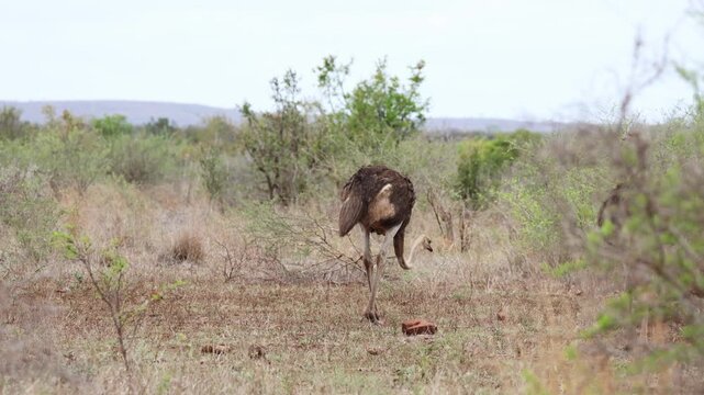 View of an ostrich standing in the dry grass and green bushes of Kruger National Park, Kruger Park, Mpumalanga, South Africa.