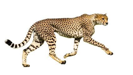Spotted Cheetah Running Sideways with Long Tail and Paws © Cedric