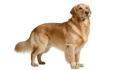 Golden Retriever Dog Standing Alert with Furry Mane and Tail © Cedric