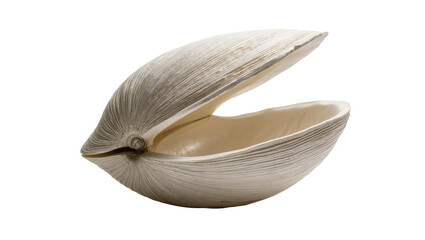 Open Clam Shell with Beige Interior and Textured Exterior © Cedric