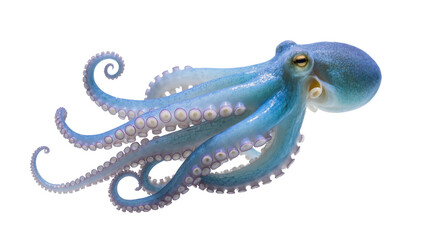 Blue octopus with curled tentacle and suction cups © Cedric
