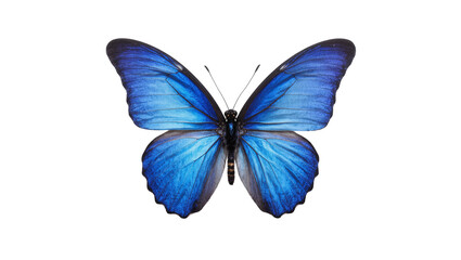 Vibrant Blue Morpho Butterfly with Delicate Wing Patterns © Cedric