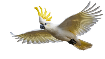 Yellow crested Sulphur Cockatoo in Flight with Spread Wings © Cedric