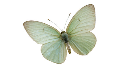 Pale green butterfly with delicate wing veins and slender antennae © Cedric