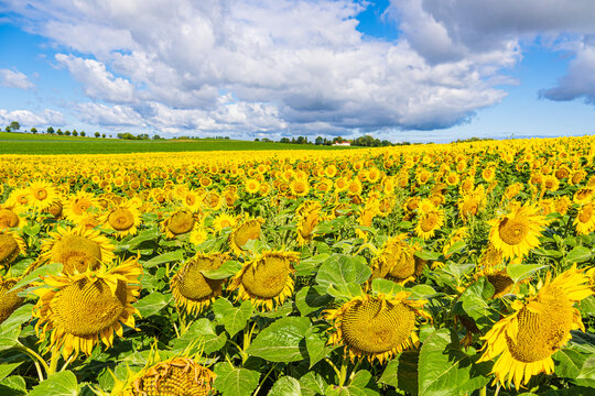 Sonnenblumenfeld zwischen St&auml;below und Clausdorf bei Rostock