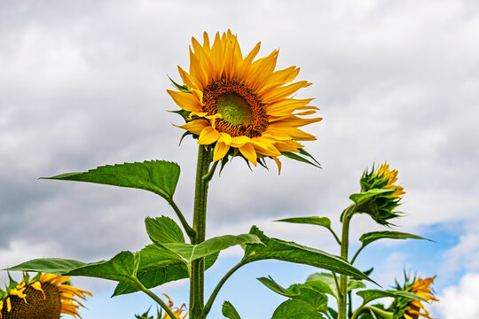 Sonnenblumenfeld zwischen St&auml;below und Clausdorf bei Rostock