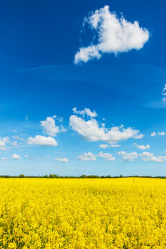 Bl&uuml;hendes Rapsfeld mit blauem Himmel in der N&auml;he von Rostock